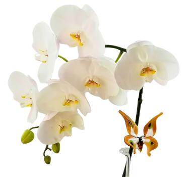 höhenverstellb.Orchideenstab, Schmetterling (weiß-braun)